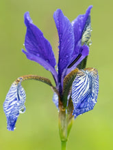 products/Iris2.jpg